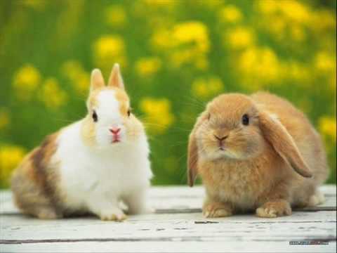 Thuyết minh về con thỏ